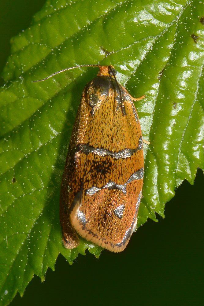 Ptycholoma lecheana, Tortricidae